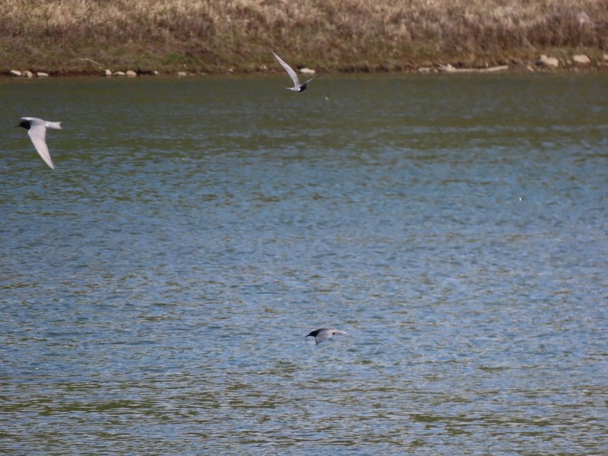 Black Tern - Kerry Hjertaas