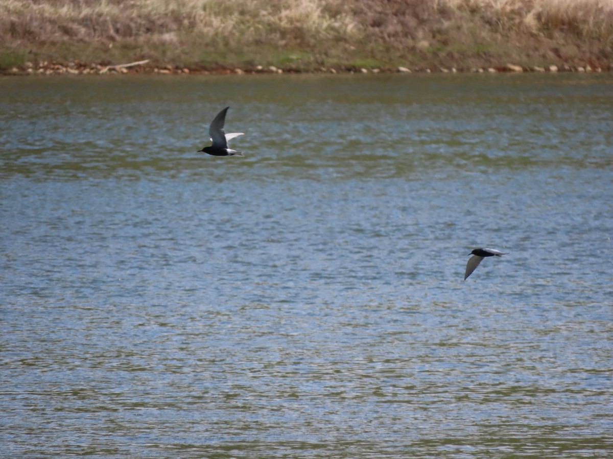 Black Tern - Kerry Hjertaas