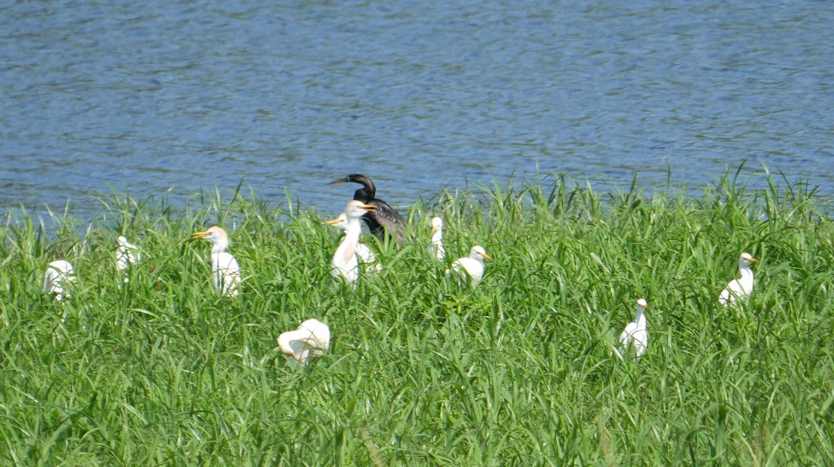 Western Cattle Egret - Jake Streets