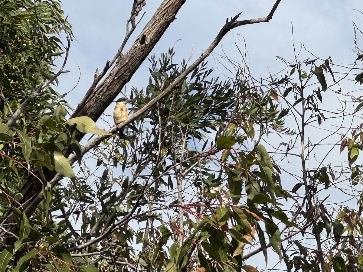 Sacred Kingfisher - Anonymous