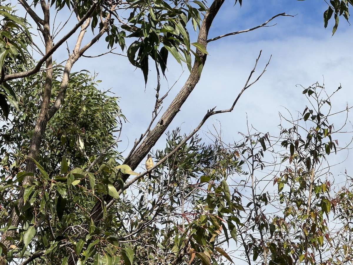 Sacred Kingfisher - Anonymous