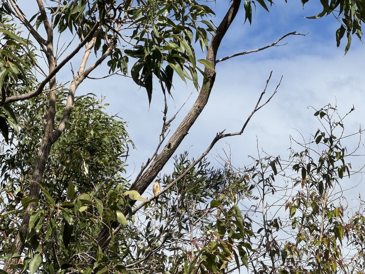 Sacred Kingfisher - Anonymous