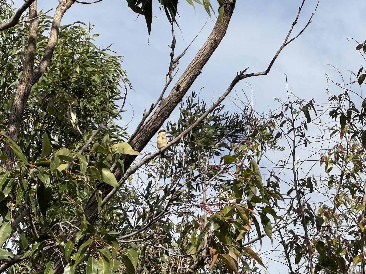 Sacred Kingfisher - Anonymous