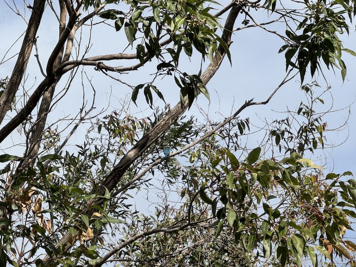 Sacred Kingfisher - Anonymous