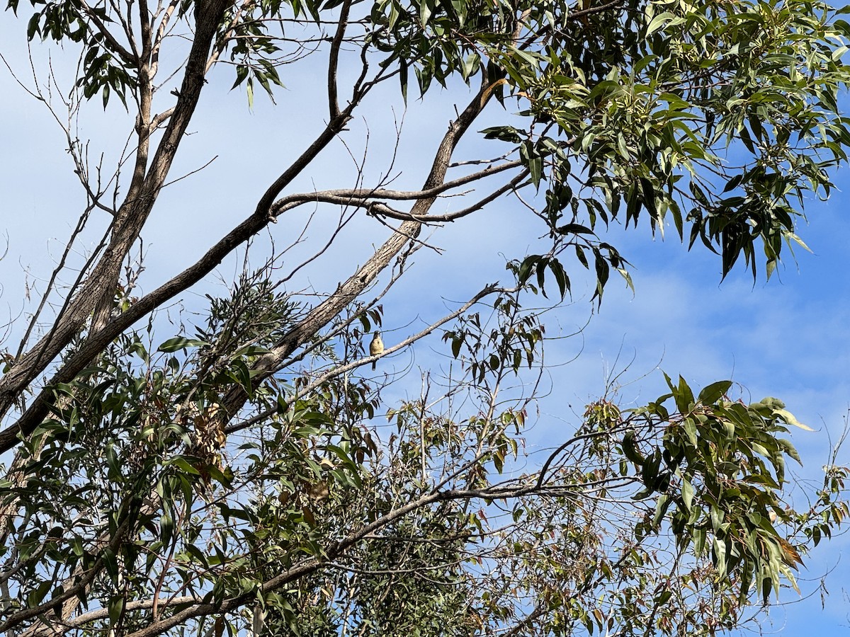 Sacred Kingfisher - Anonymous