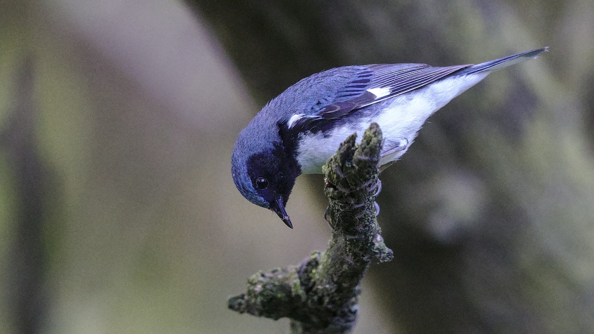 Black-throated Blue Warbler - Mark Scheel