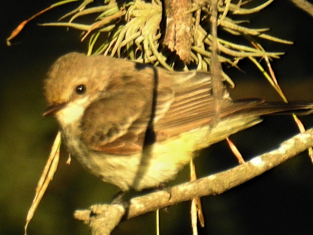 Vermilion Flycatcher - ML619596469