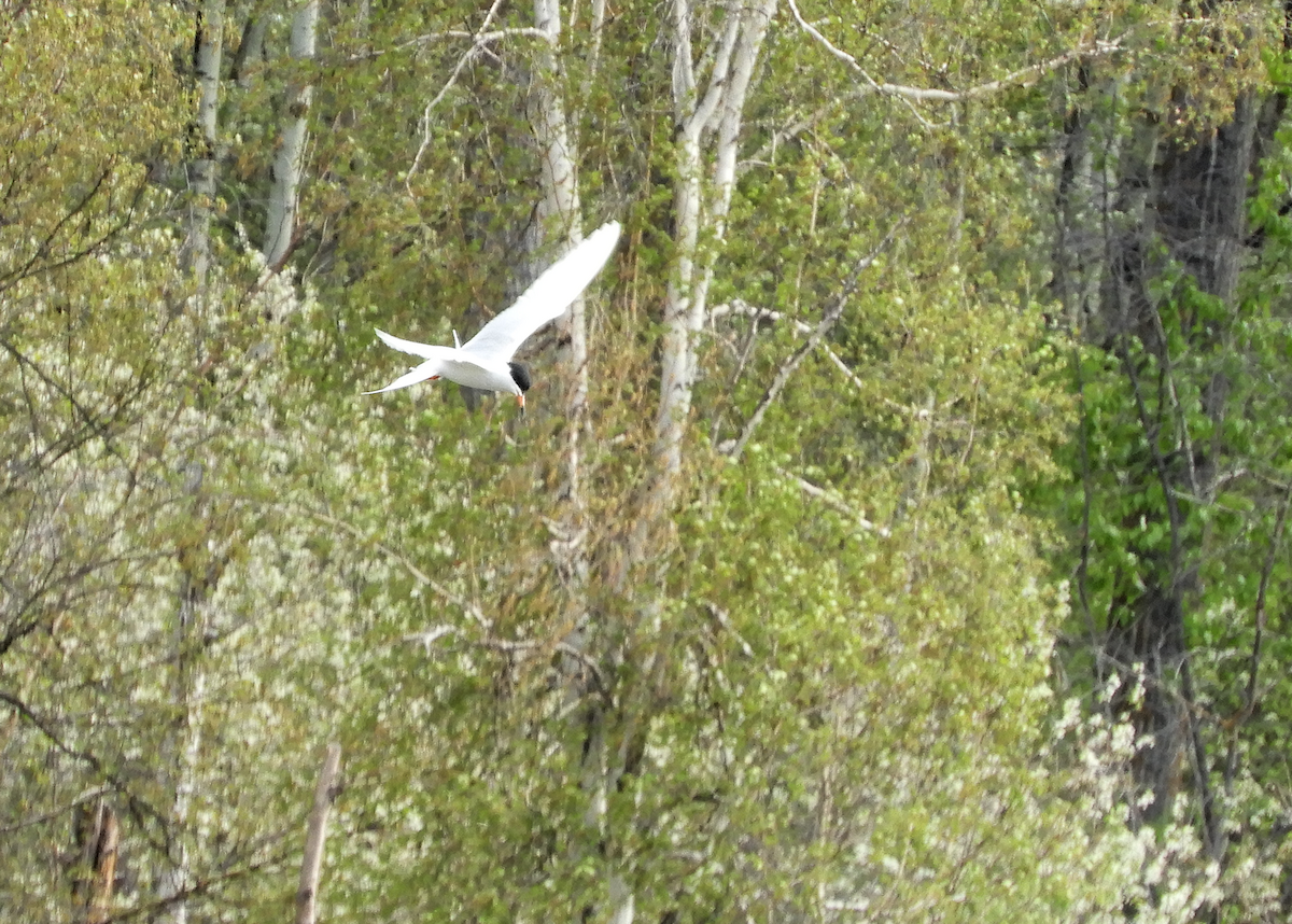 Forster's Tern - ML619596471