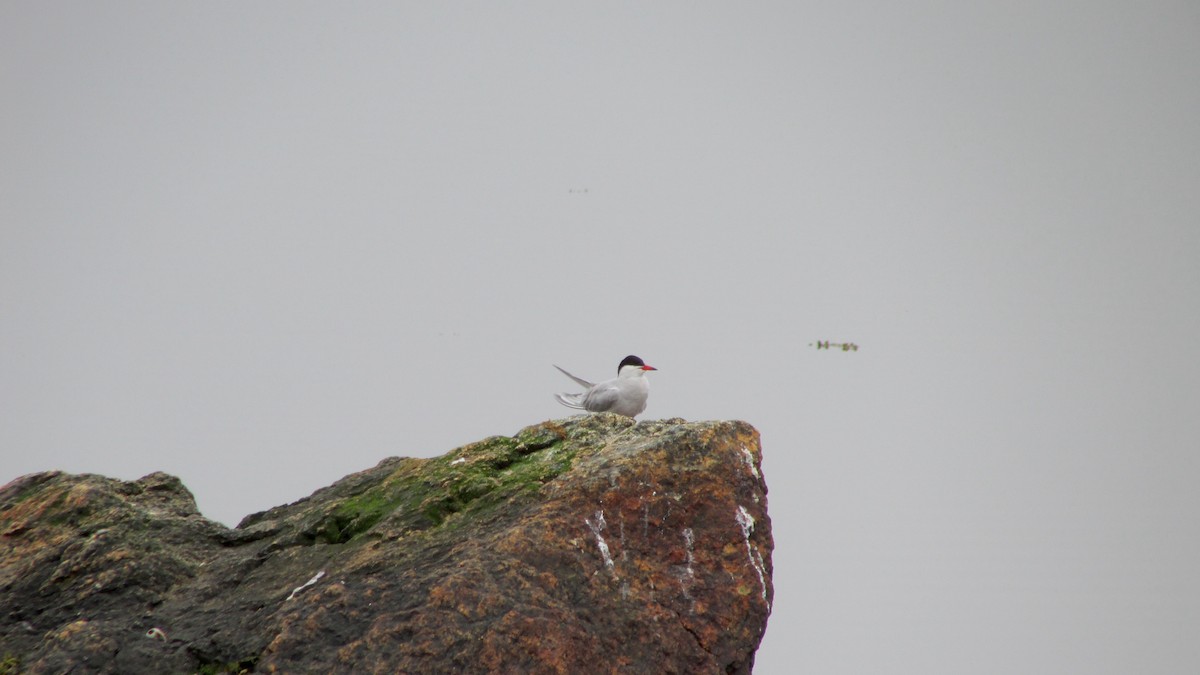 Common Tern - Ryan Larson