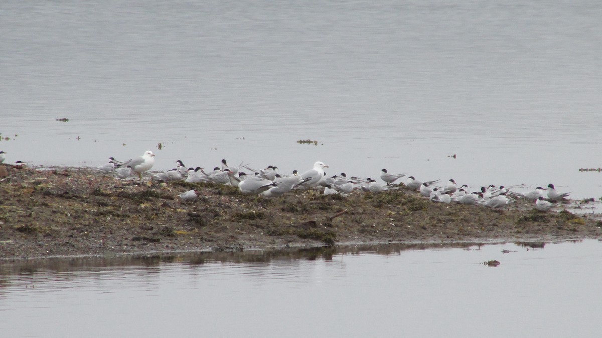 Common Tern - Ryan Larson