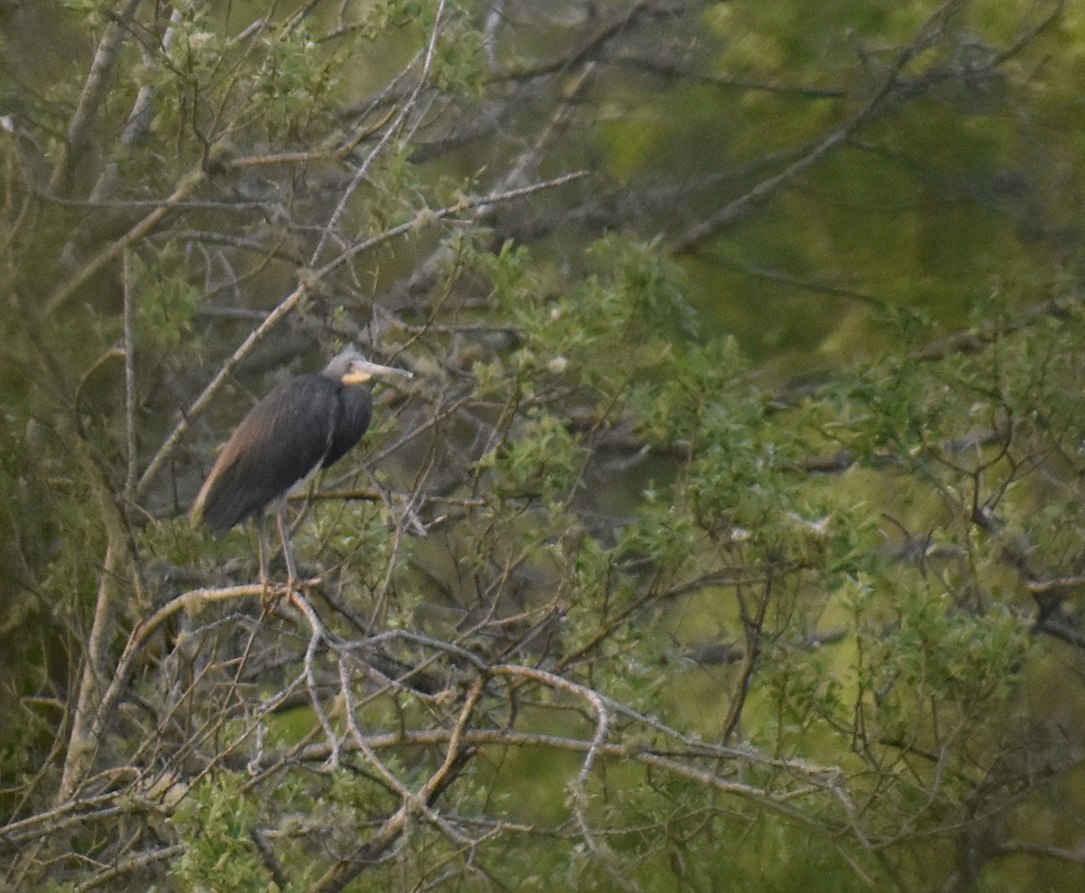 Tricolored Heron - Sheryl Johnson