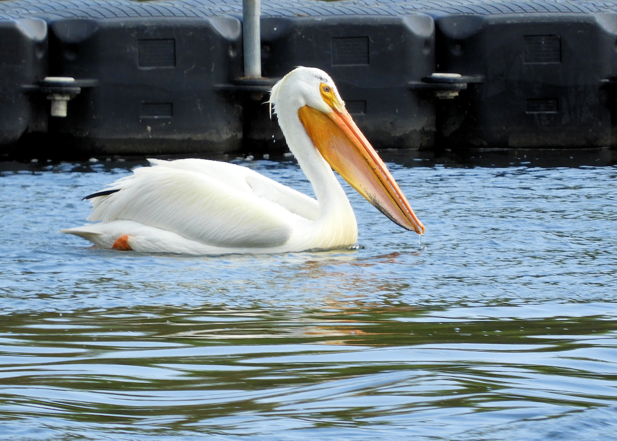 American White Pelican - ann carter