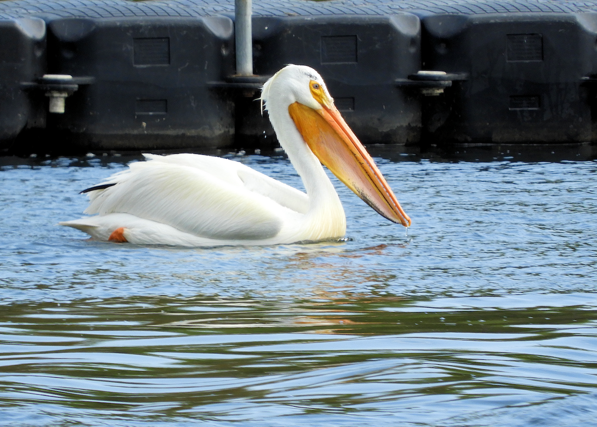 American White Pelican - ML619596497