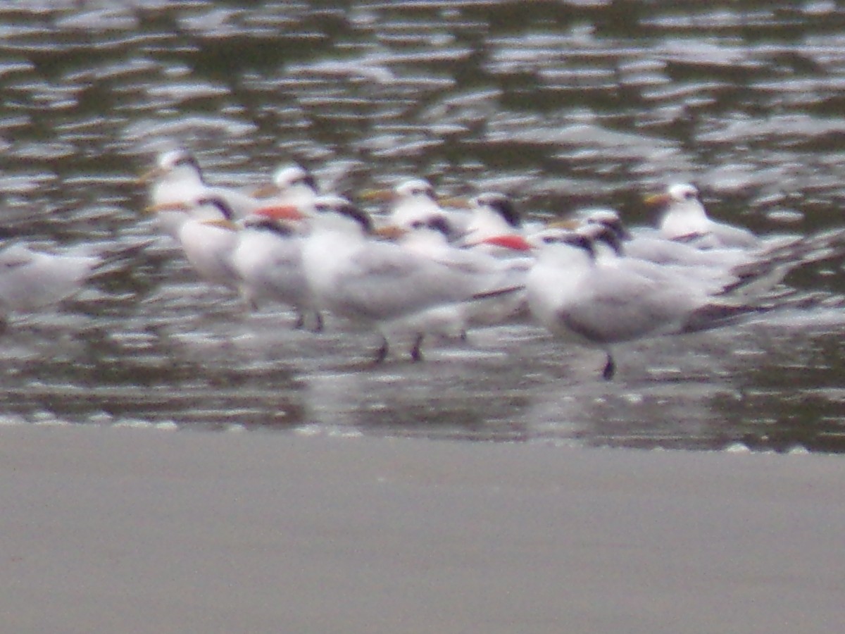 Royal Tern - Antonio Sturion Junior