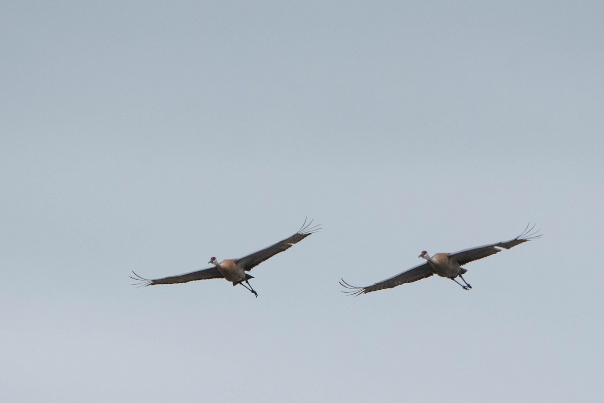 Sandhill Crane - Andrea Heine