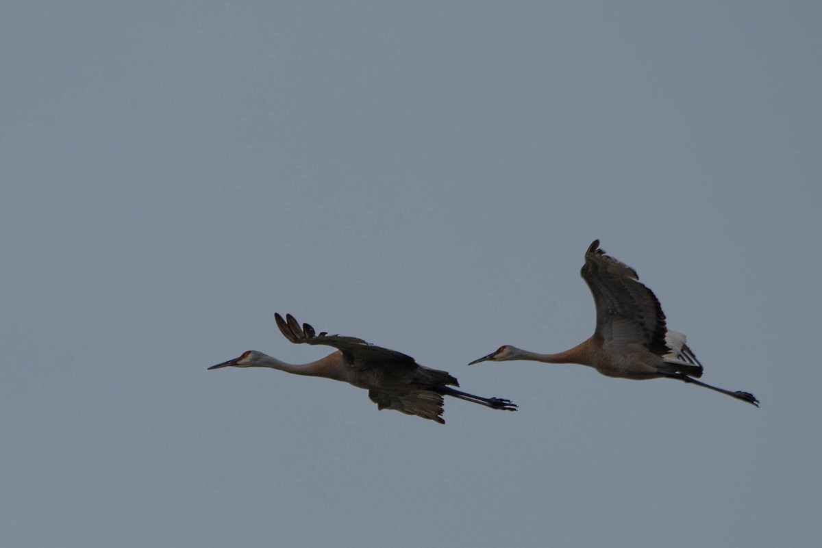 Sandhill Crane - Andrea Heine