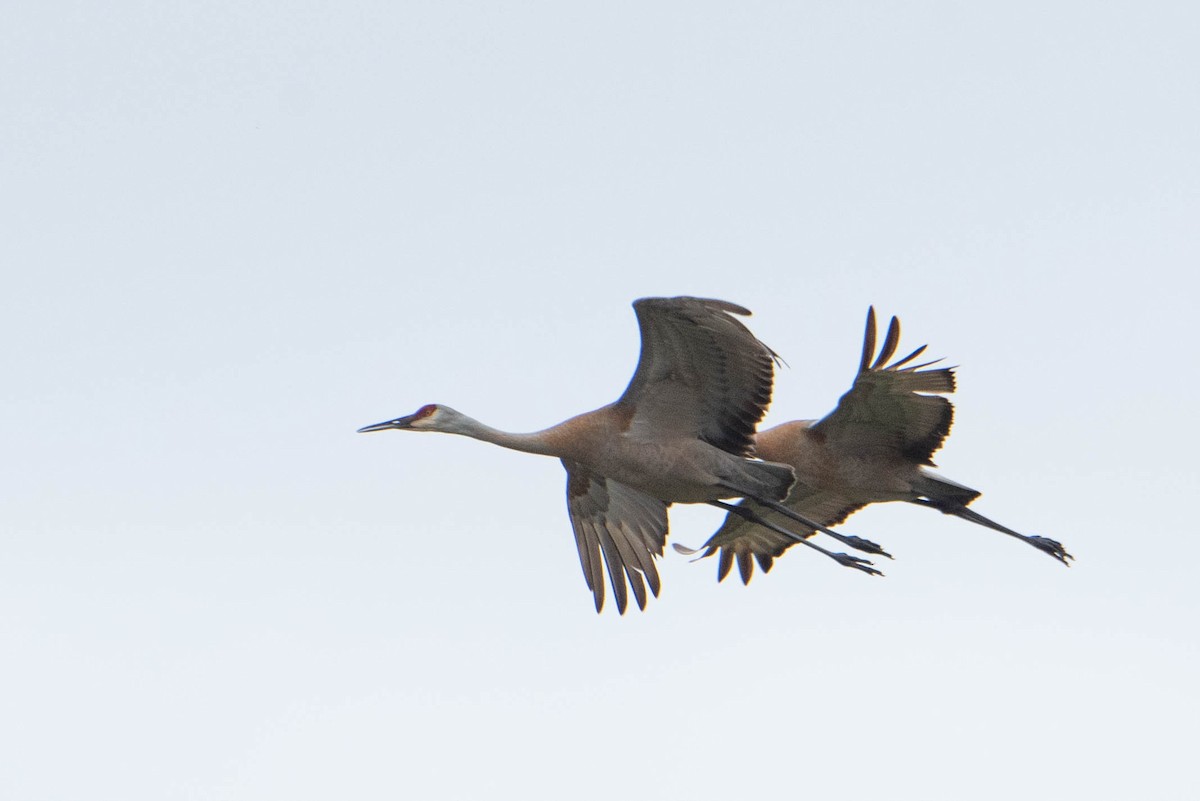 Sandhill Crane - Andrea Heine