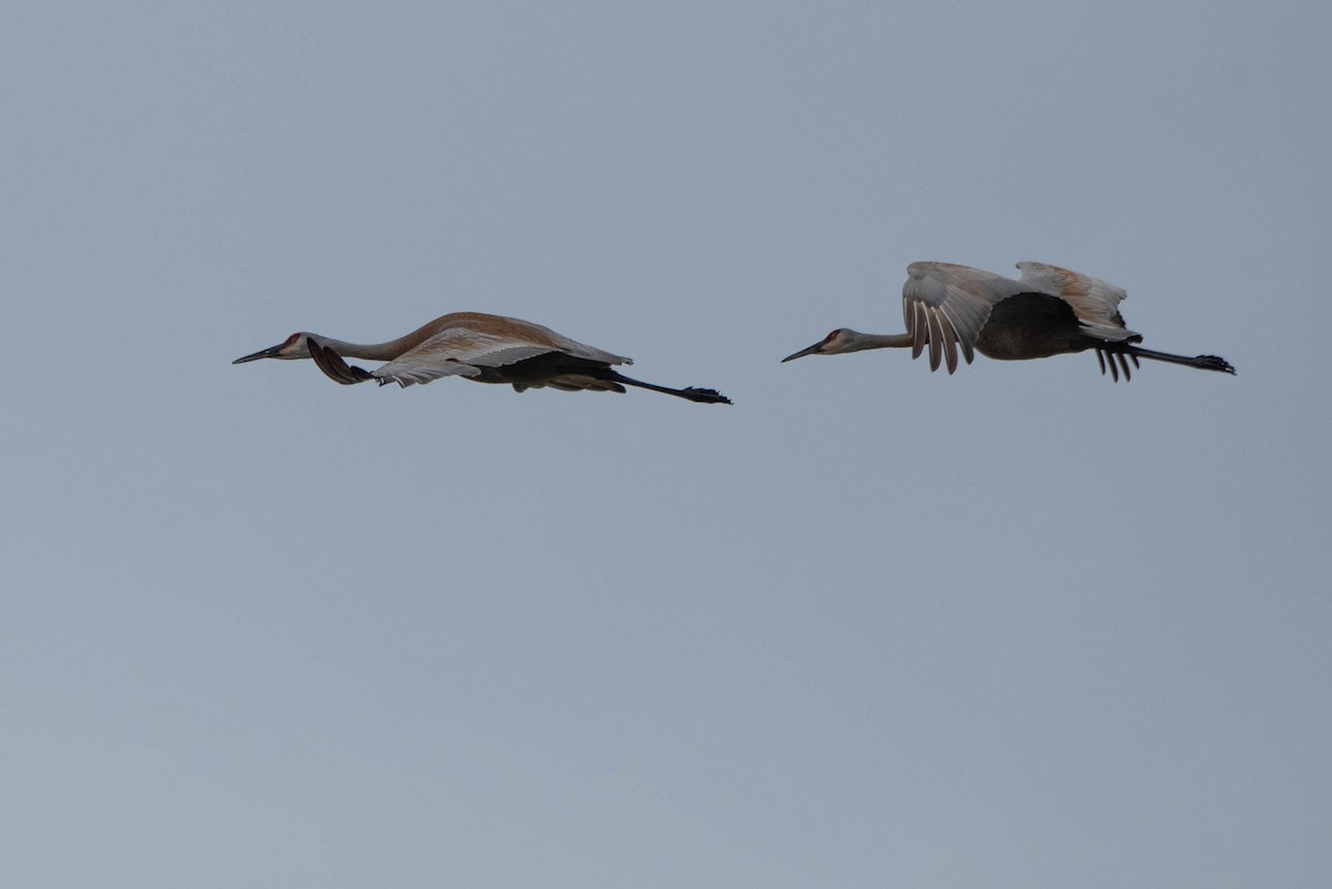 Sandhill Crane - Andrea Heine