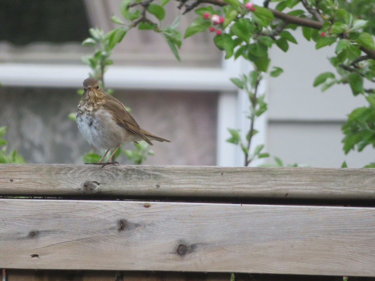 Swainson's Thrush - Lorna Coglon