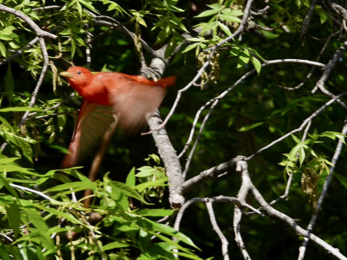 Summer Tanager - Monica Rose