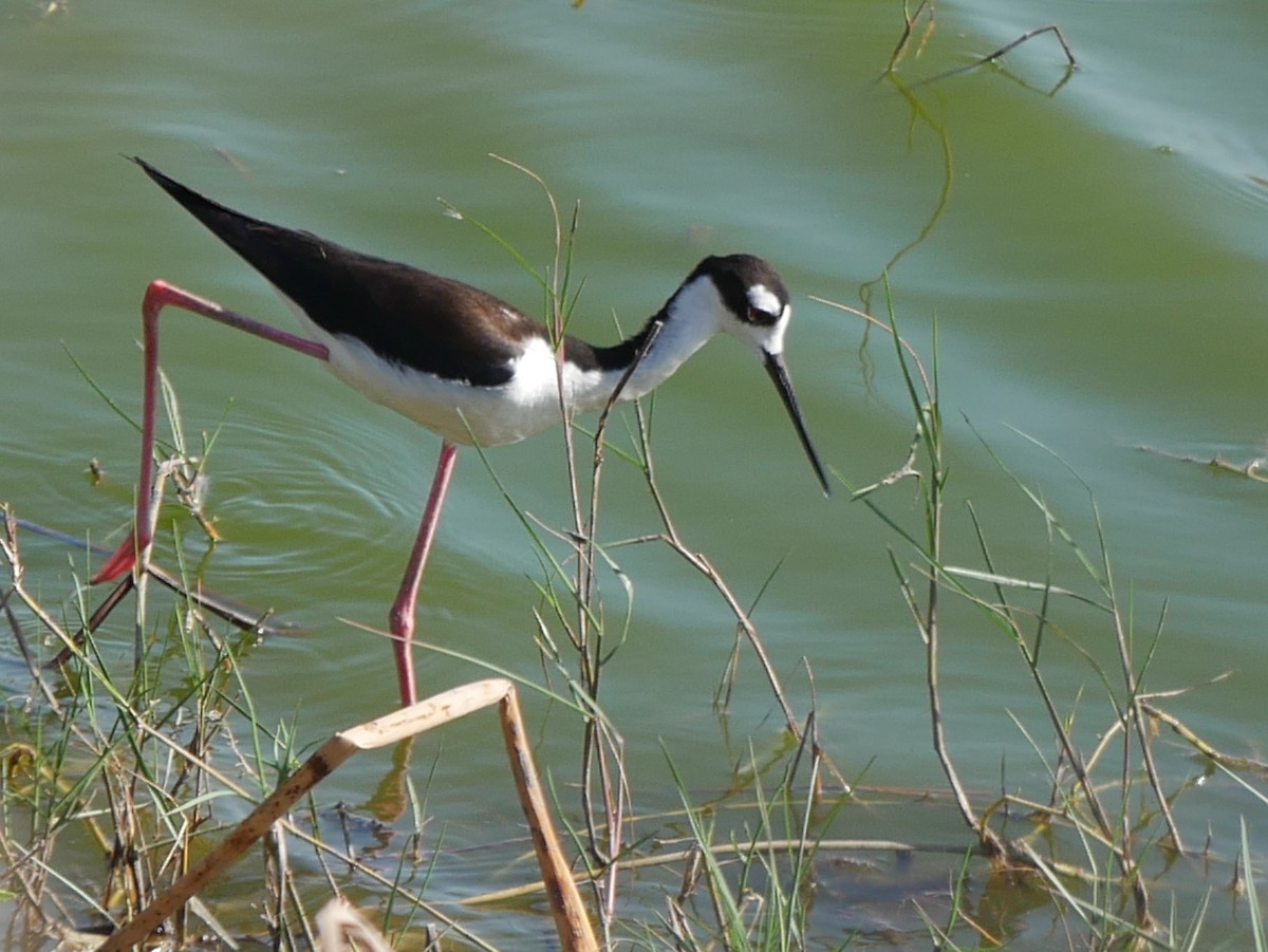 Black-necked Stilt - Jake Streets