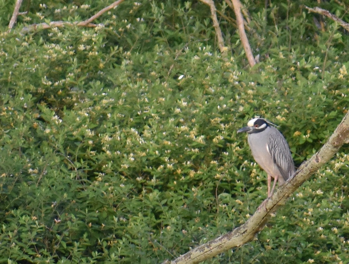 Yellow-crowned Night Heron - Sheryl Johnson