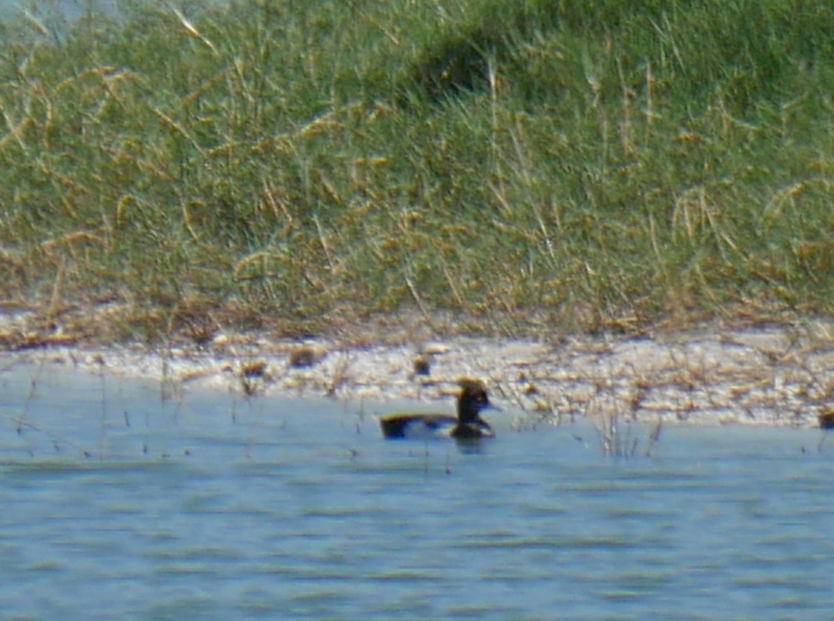 Lesser Scaup - Jake Streets