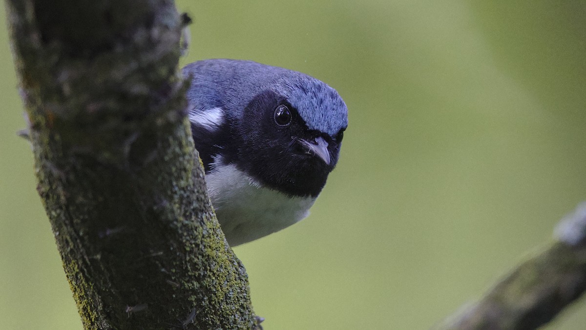 Black-throated Blue Warbler - Mark Scheel