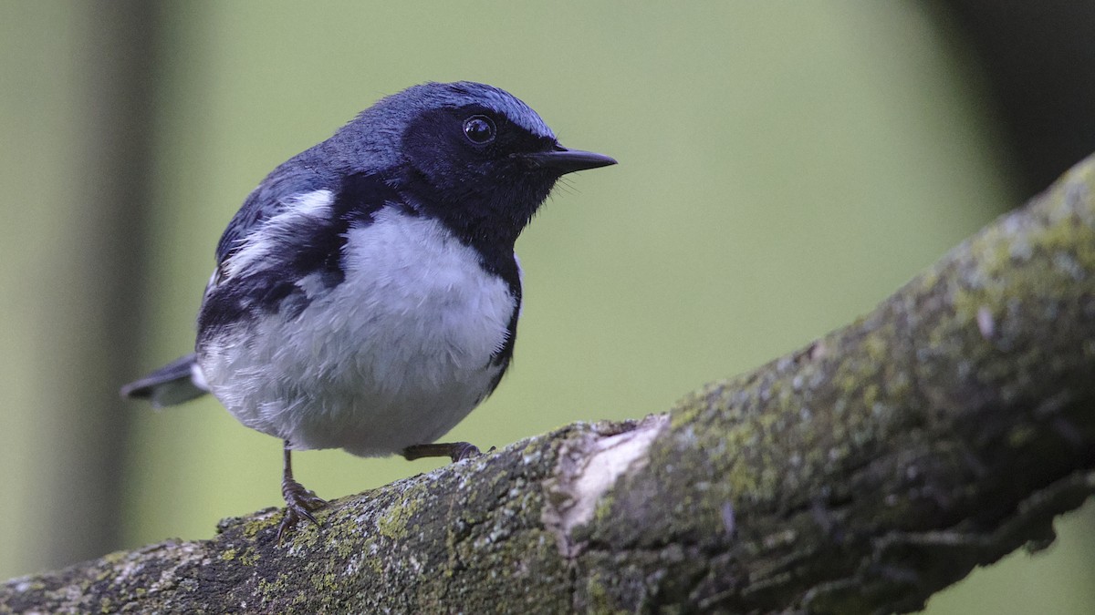 Black-throated Blue Warbler - Mark Scheel