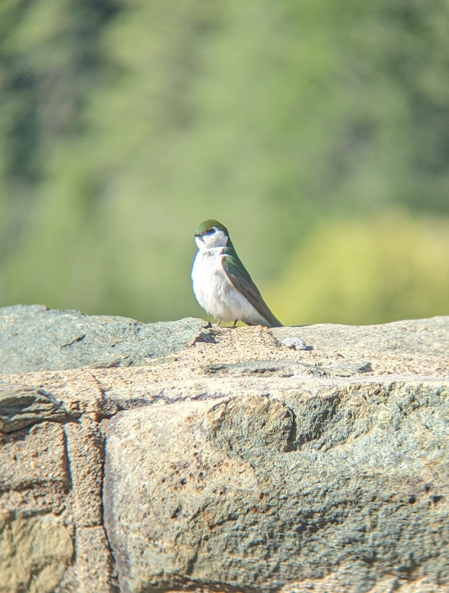 Violet-green Swallow - ML619596525