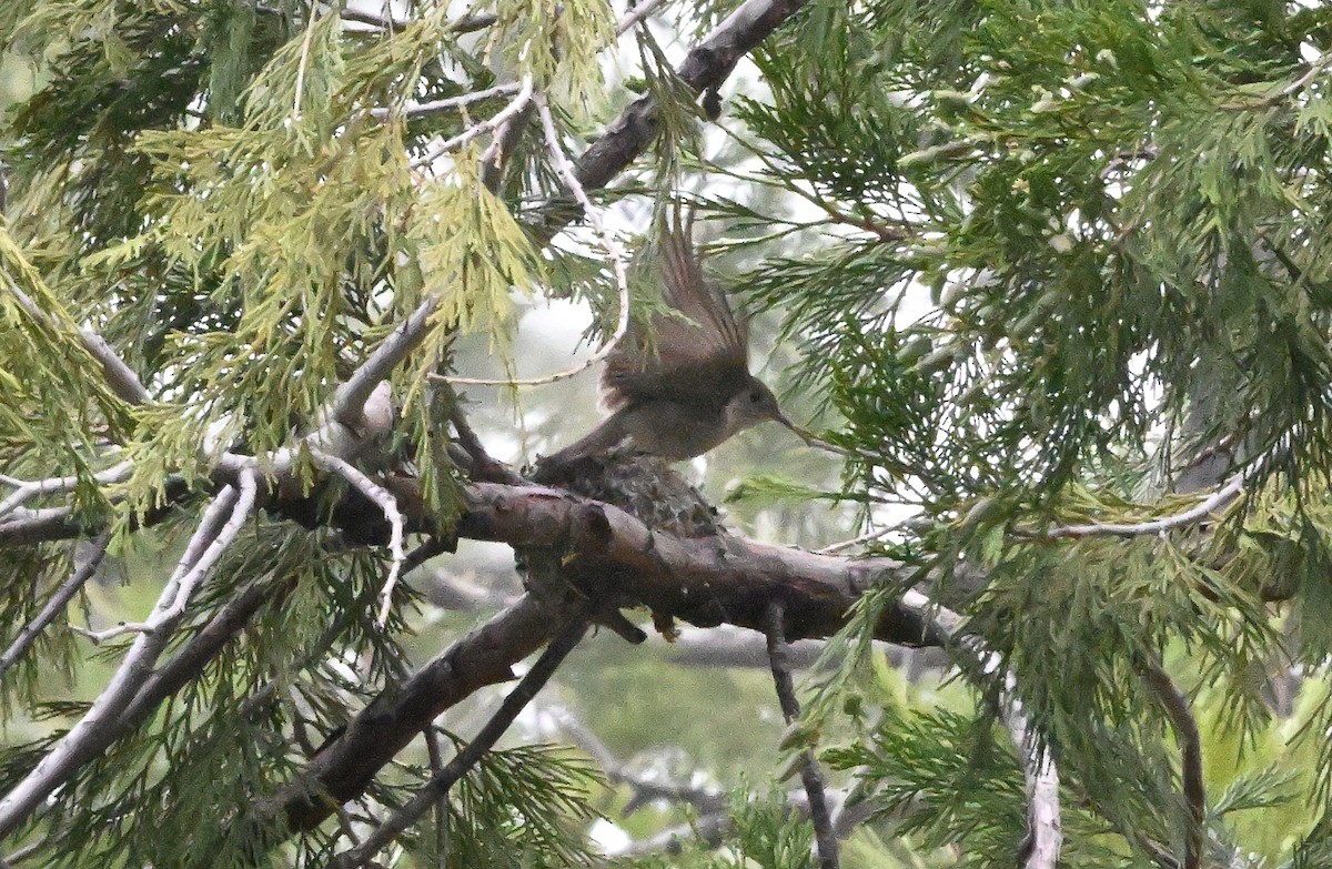 Western Wood-Pewee - Larry Jordan