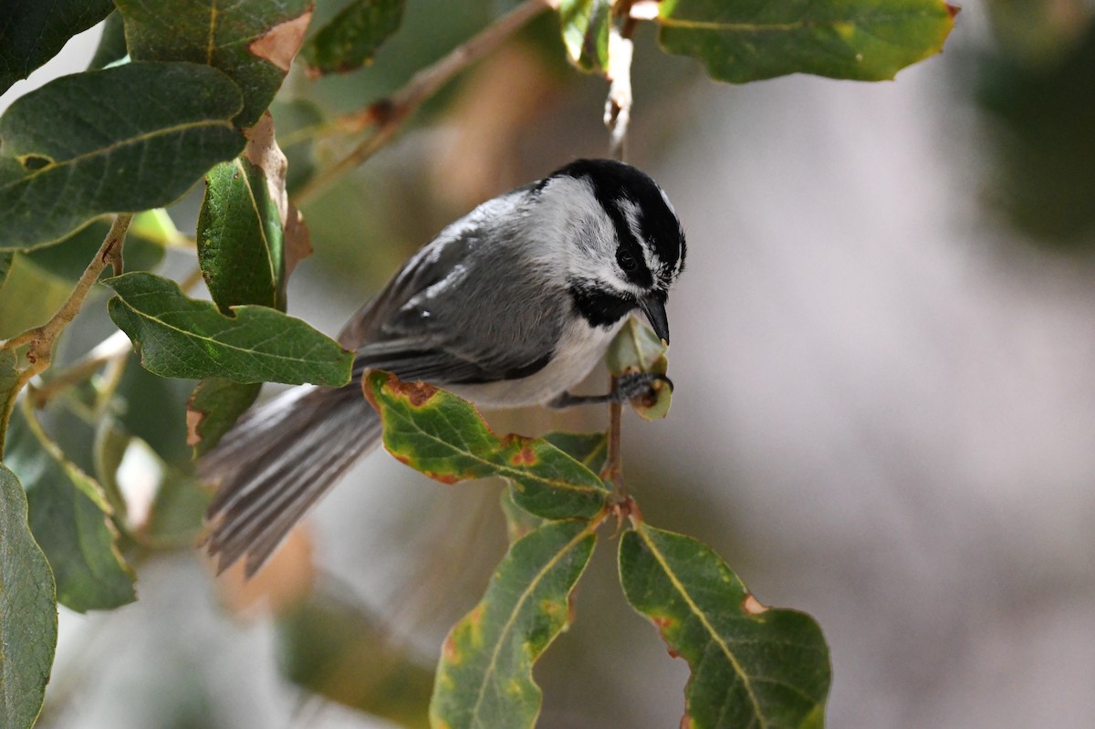 Mountain Chickadee - Tim K