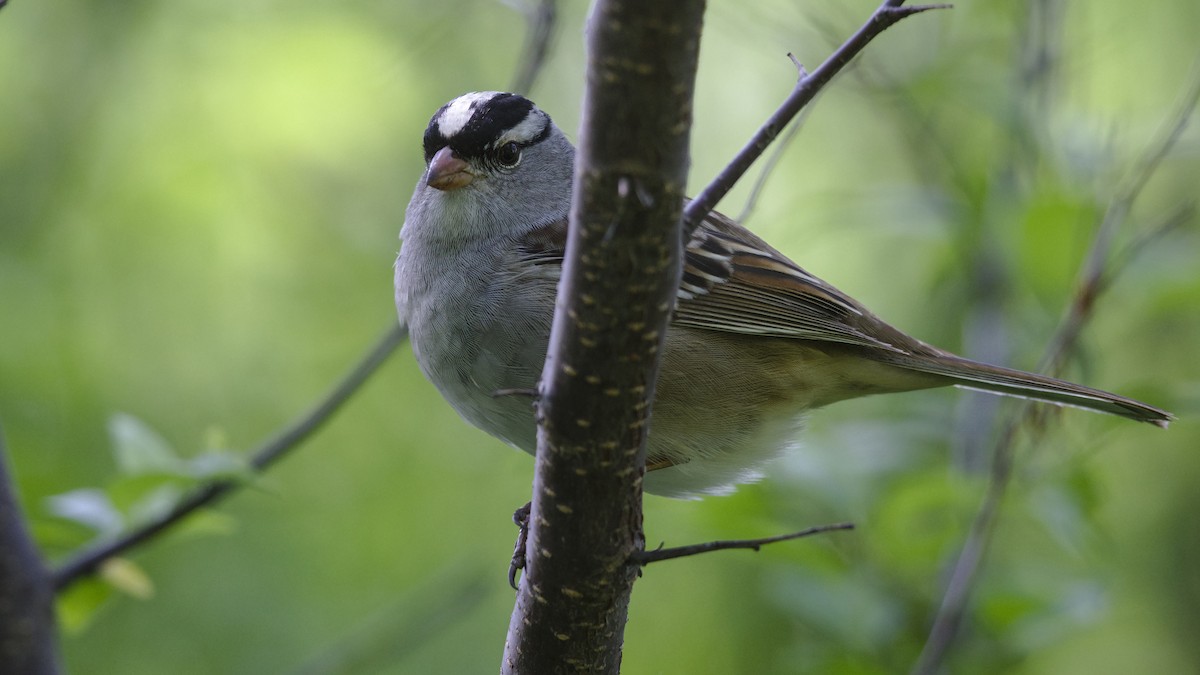 White-crowned Sparrow - Mark Scheel