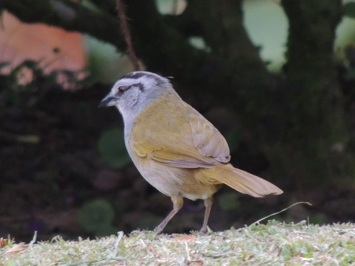 Black-striped Sparrow - ML619596547