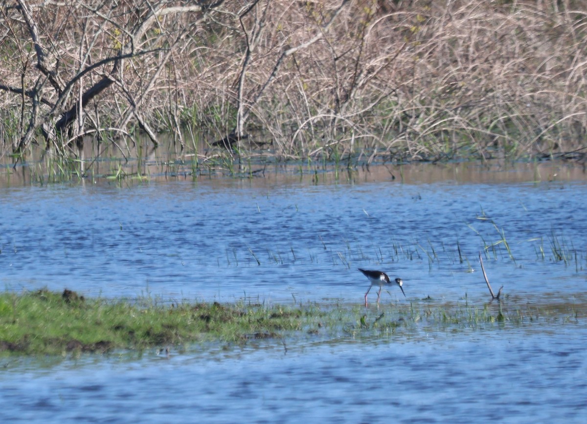 Black-necked Stilt - Melissa Alexander