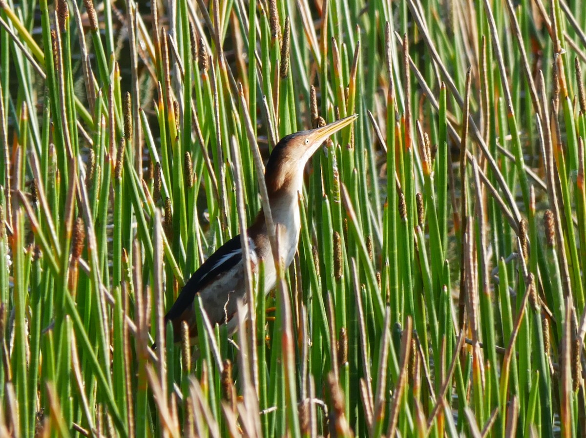 Least Bittern - Jake Streets