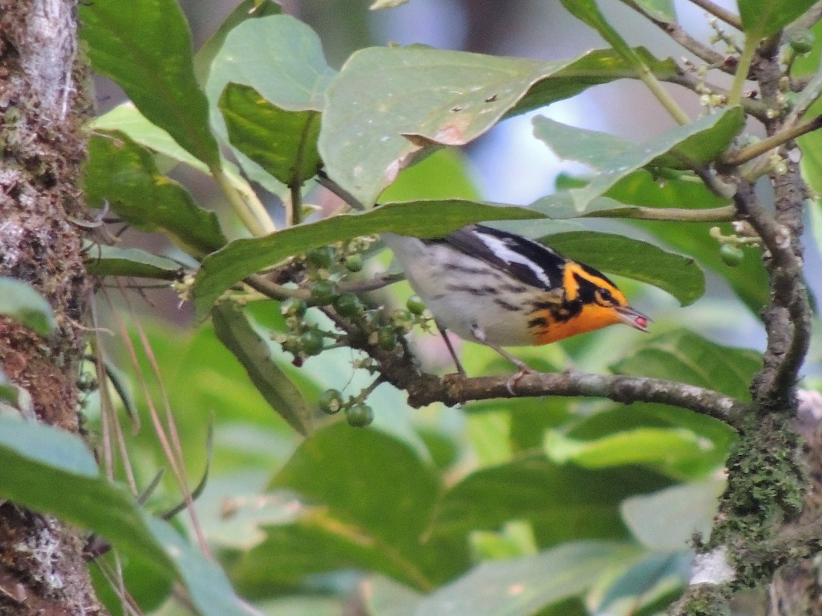 Blackburnian Warbler - Roger Lambert