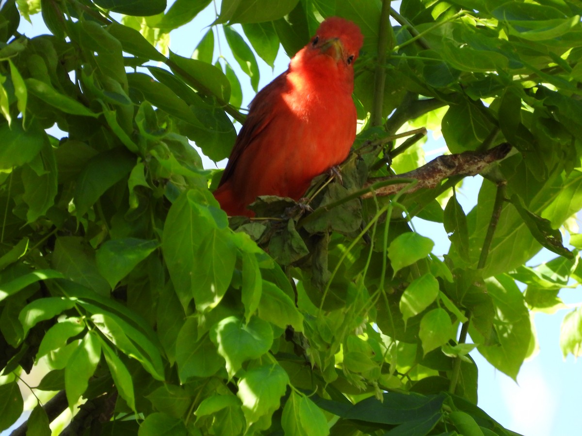 Summer Tanager - Monica Rose