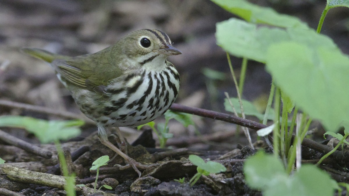 Ovenbird - Mark Scheel