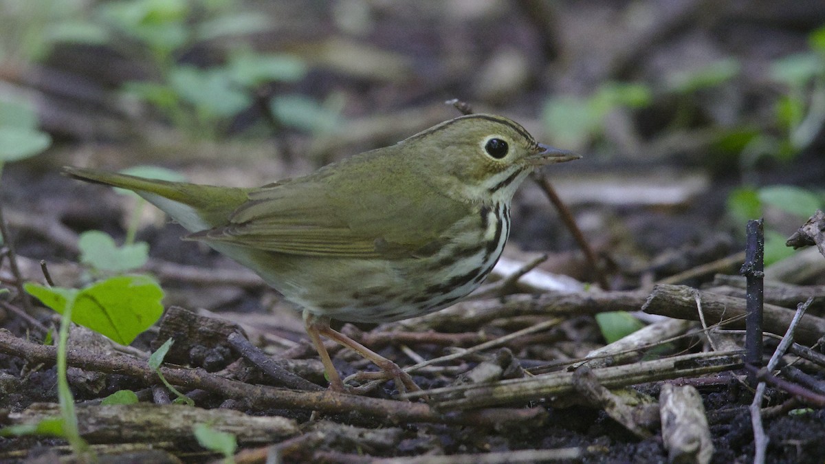 Ovenbird - Mark Scheel