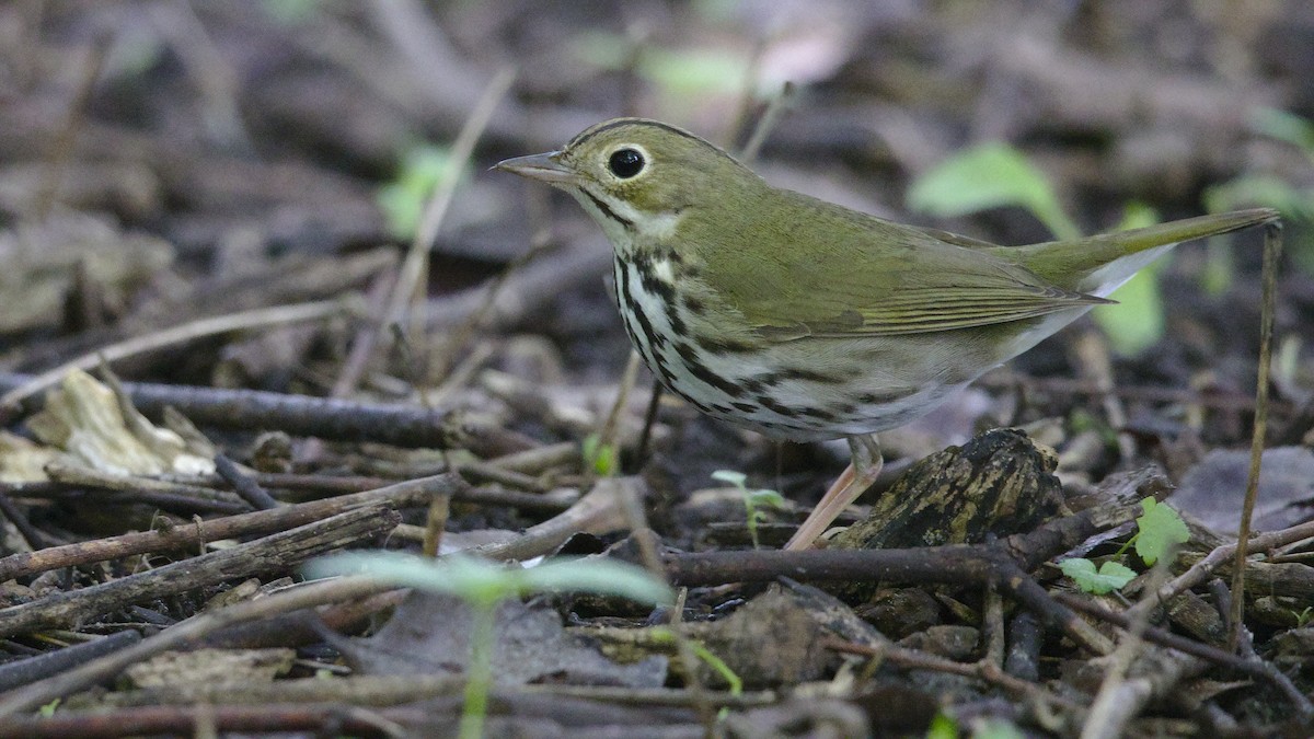 Ovenbird - Mark Scheel