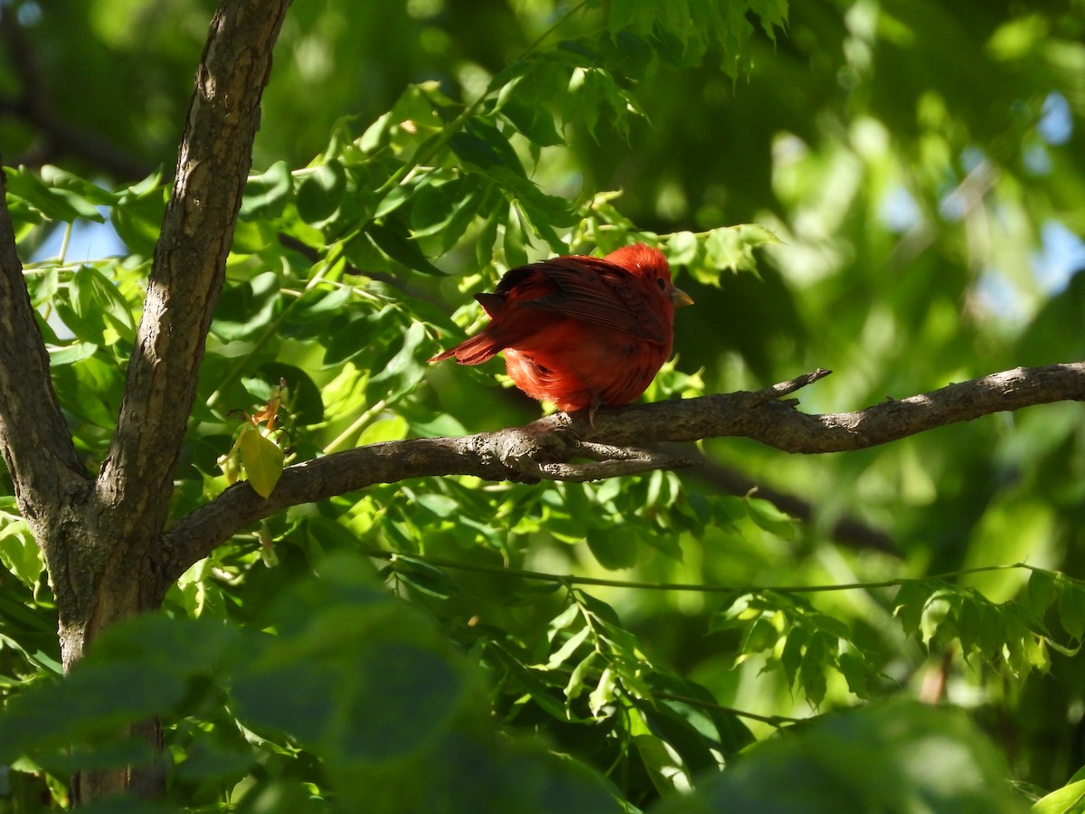 Summer Tanager - Monica Rose