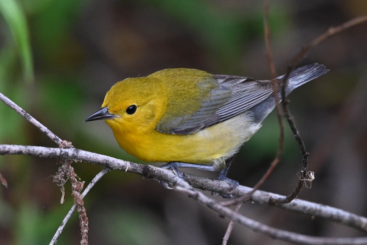 Prothonotary Warbler - Marla Hibbitts