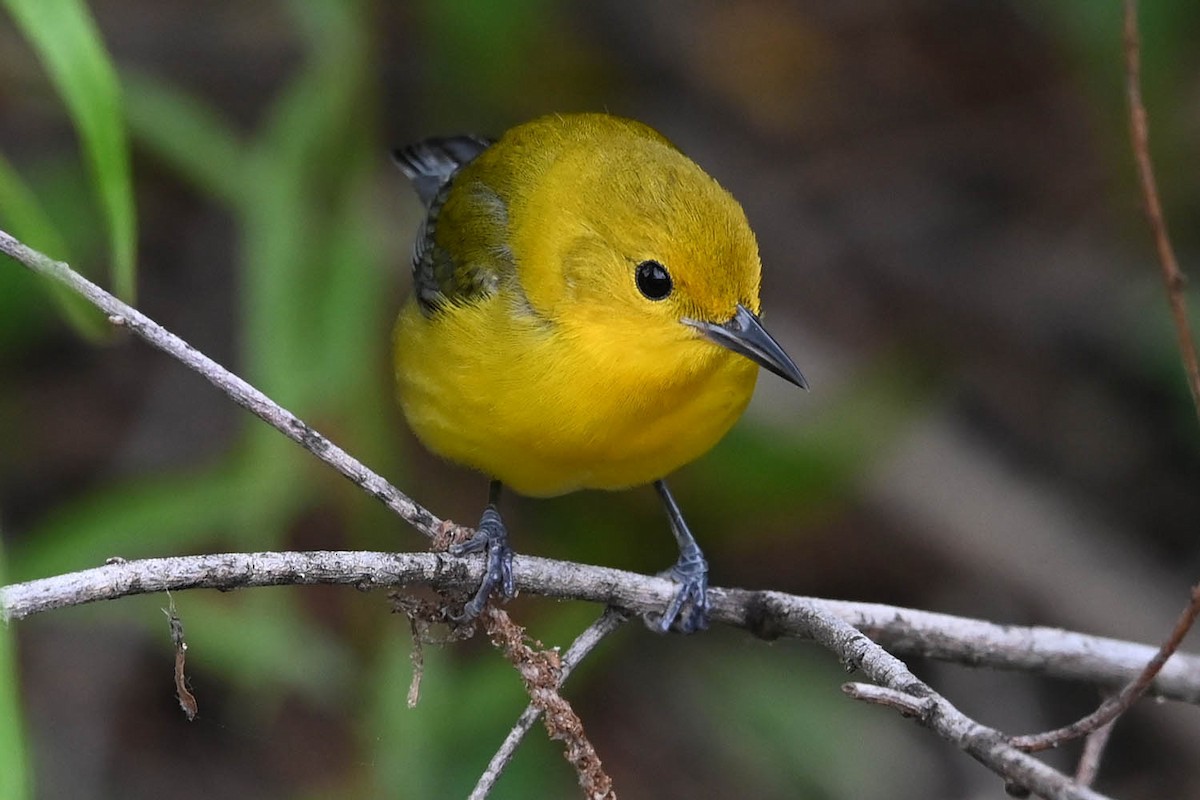 Prothonotary Warbler - Marla Hibbitts