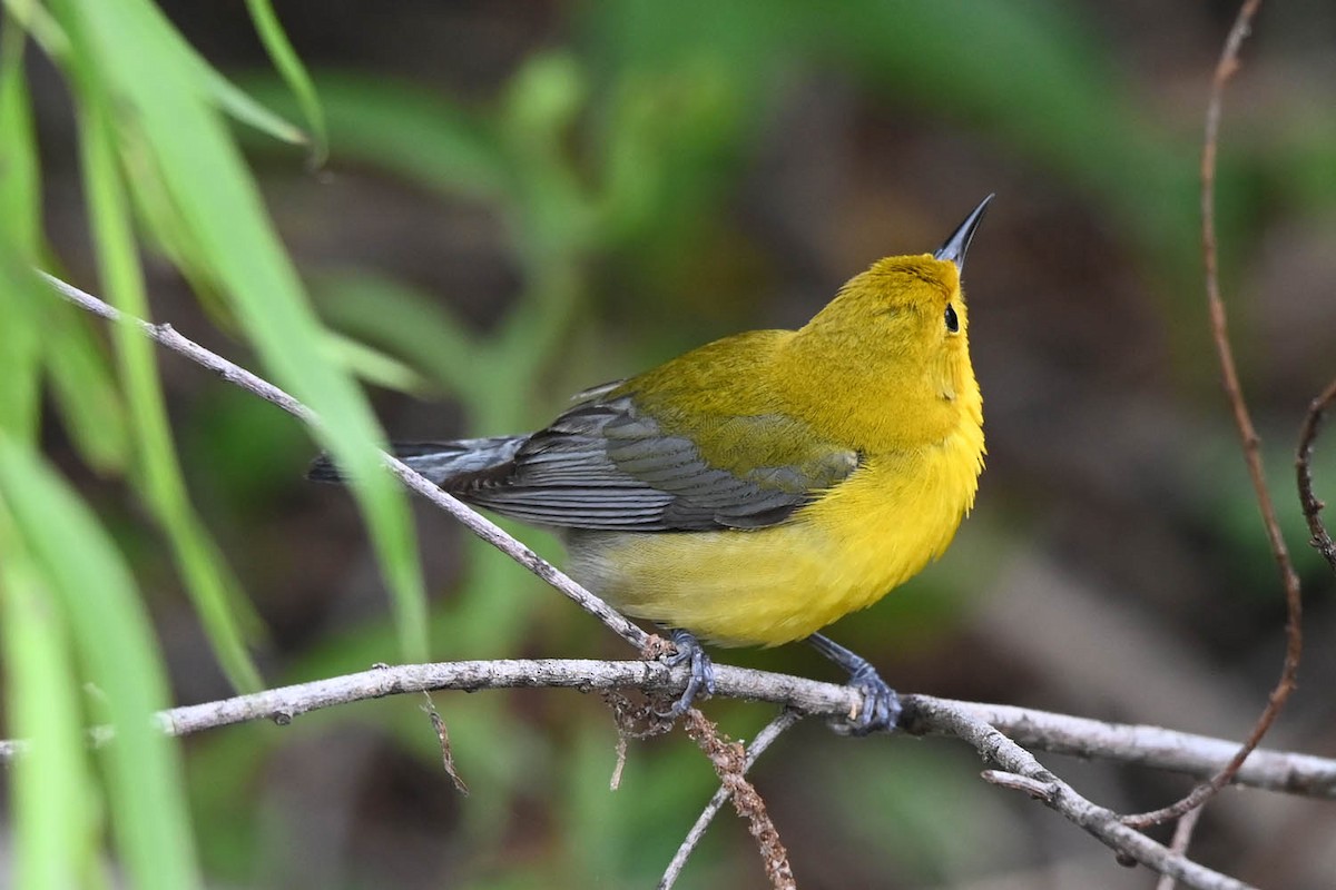 Prothonotary Warbler - Marla Hibbitts