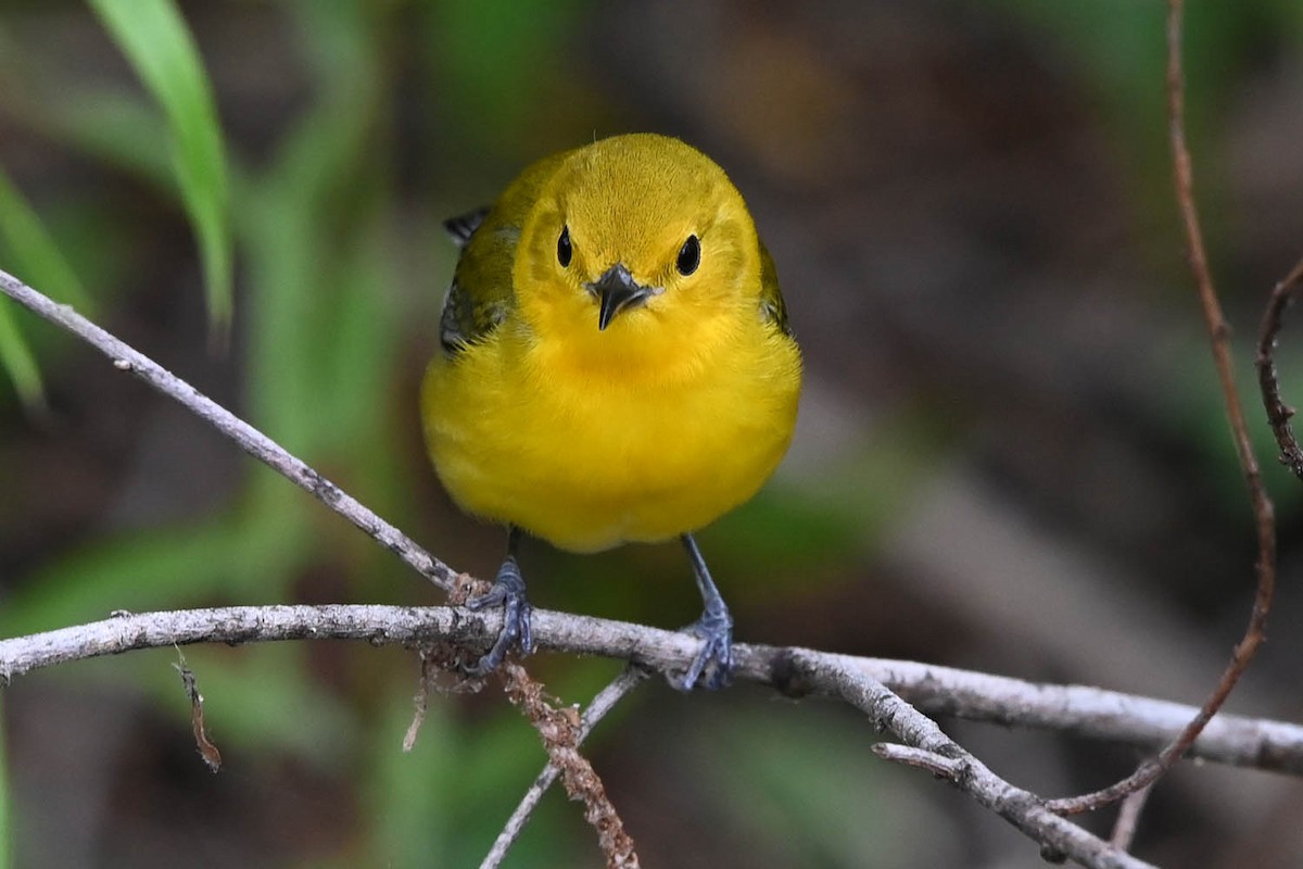 Prothonotary Warbler - Marla Hibbitts