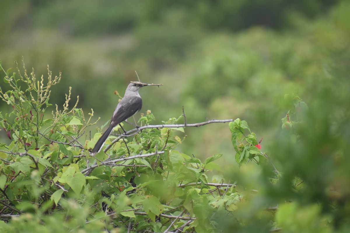 Tropical Mockingbird - Pam García 𝔗𝔦𝔯𝔞𝔫𝔬𝔰 𝔘𝔯𝔟𝔞𝔫𝔬𝔰