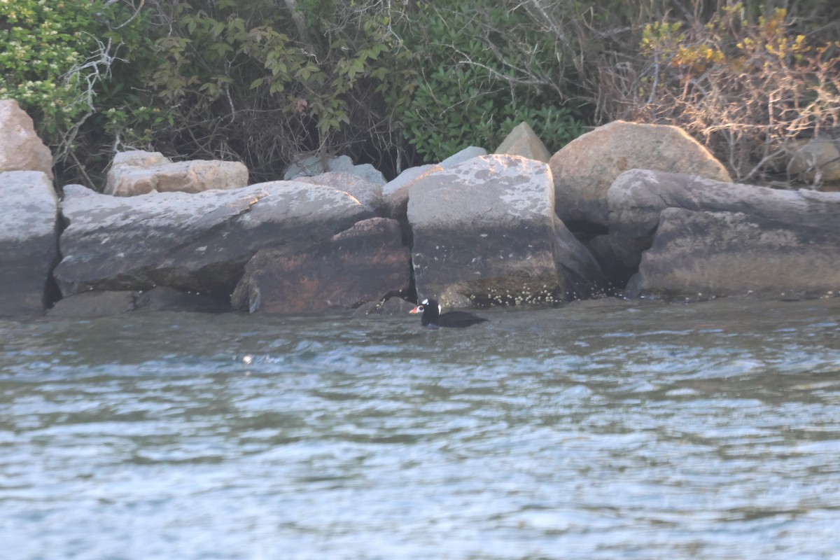 Surf Scoter - ML619596598