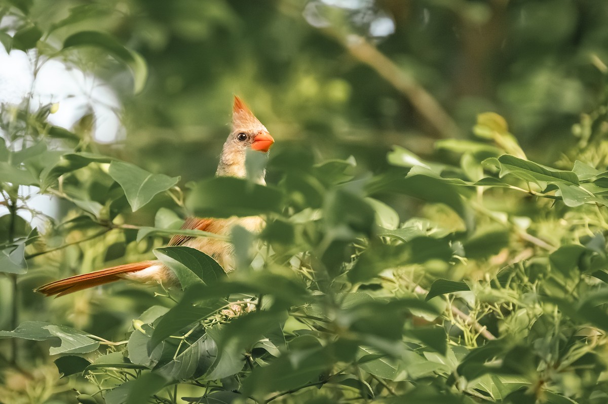 Northern Cardinal - helena rovner