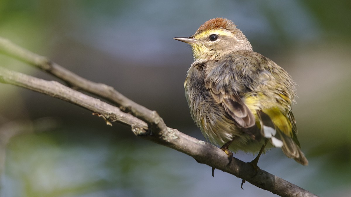 Palm Warbler - Mark Scheel